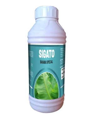 Sigato
