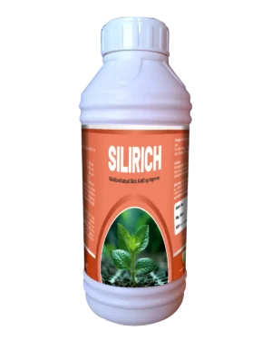 Silirich jumbo