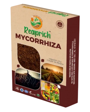 Mycorrhiza Box