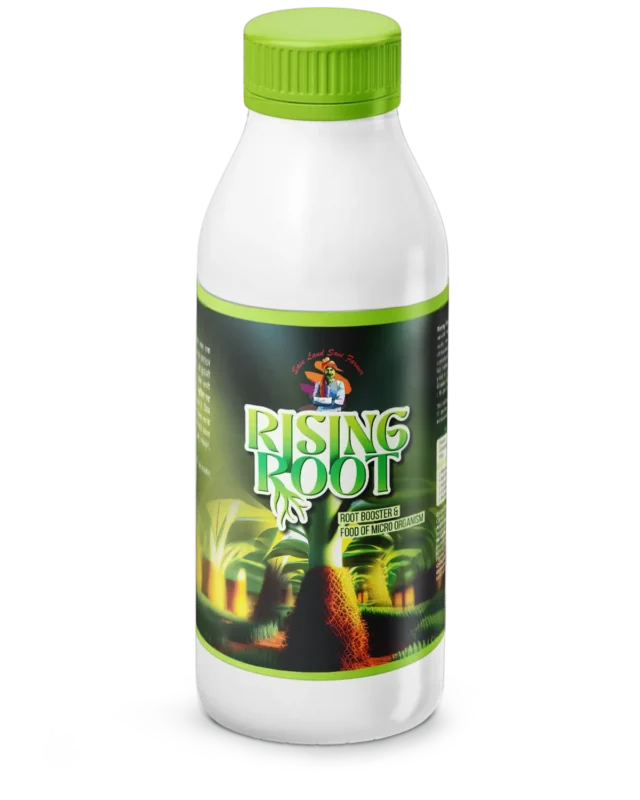 Rising Root