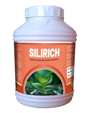 Silirich jumbo