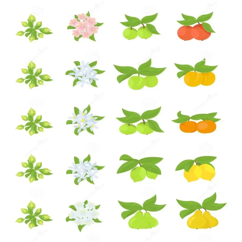 fruit growth_new